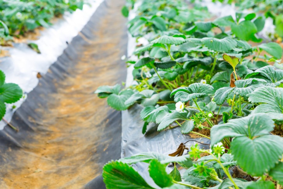 Plastic Mulching Films