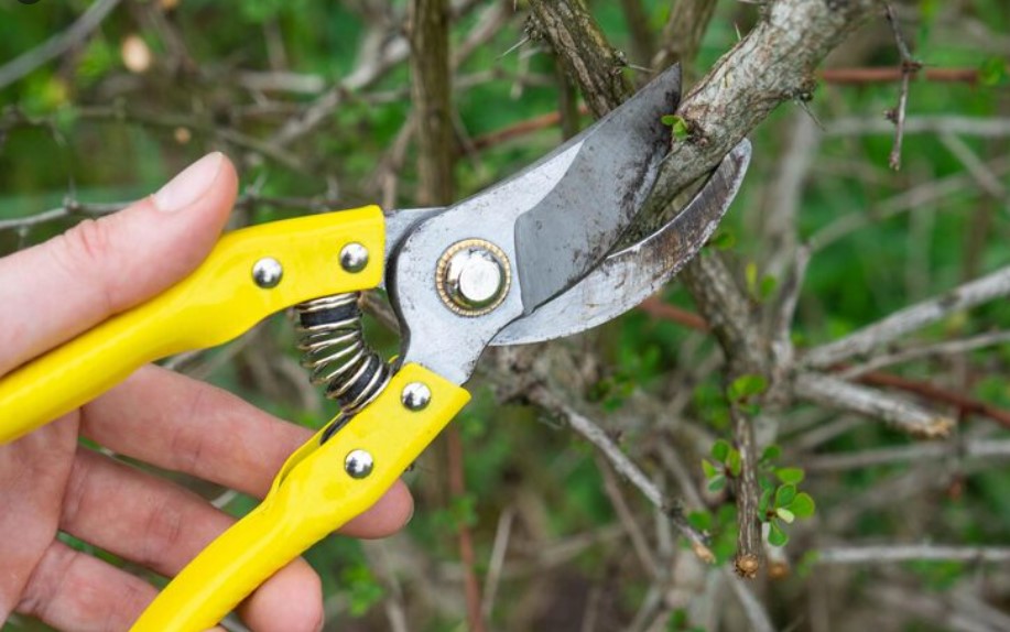 Pruning Shears